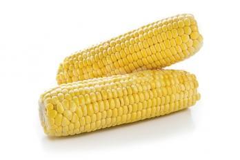 Kukuřice klasy