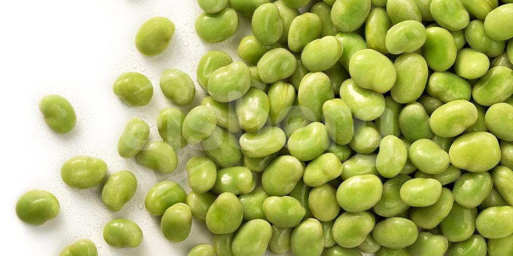 Fazole široké FAVA ARDO